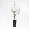 fine Leaved Mallee Eucalyptus latens Moon Lagoon