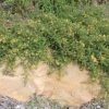 grevillea juniperina h22 pbr gold cluster 1