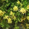 grevillea juniperina h22 pbr gold cluster 2
