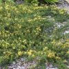 grevillea juniperina h22 pbr gold cluster 3