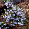prostanthera poorinda ballerina 2