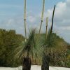 xanthorrhoea glauca 0