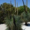 xanthorrhoea glauca 1