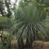 xanthorrhoea glauca 2