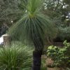 xanthorrhoea glauca 3