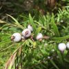 1 austromyrtus dulcis x tenuifolia ‘copper tops