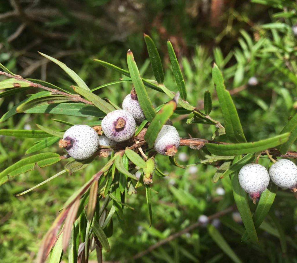 Midyim Austromyrtus dulcis x tenuifolia ‘Copper Tops’ Native Plant