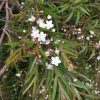 2 austromyrtus dulcis x tenuifolia ‘copper tops