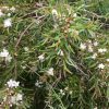 3 austromyrtus dulcis x tenuifolia ‘copper tops