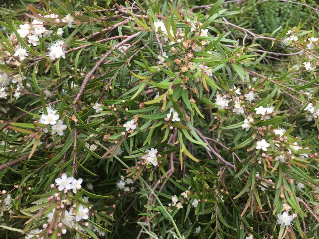 Midyim Austromyrtus dulcis x tenuifolia ‘Copper Tops’ Native Plant