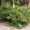 4 austromyrtus dulcis x tenuifolia ‘copper tops