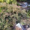 5 austromyrtus hybrid midyim copper tops