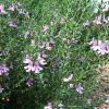 0261894 westringia cultivar bluegem foliage 750
