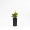 Grevillea Crimson Villea H16 PBR