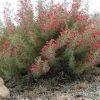 crimsonvillea 1024x651 5d9127fc d15c 4149 8fbb 77cdeb822244 1024x1024