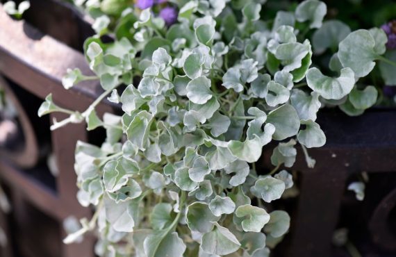 dichondra 1024x1024@2x