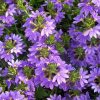 products scaevola aemula botanical garden heidelberg