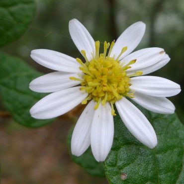 2 olearia tomentosa