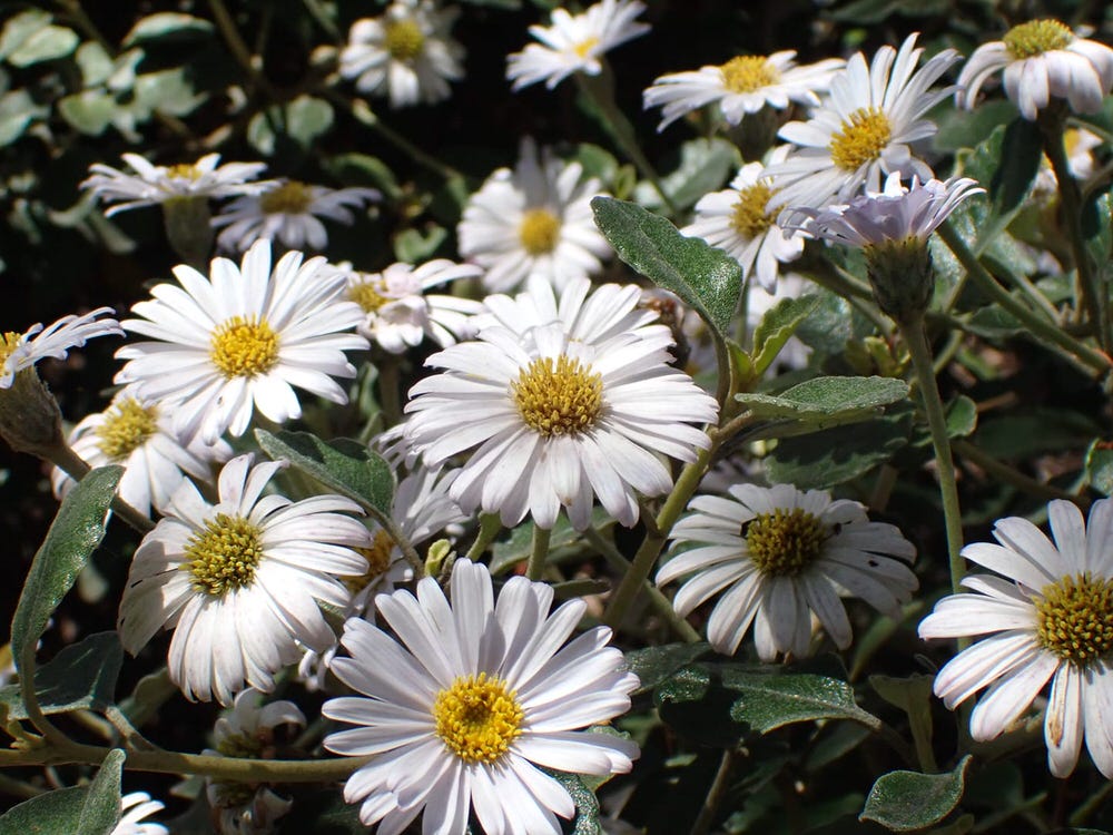Daisy Bush | Olearia tomentosa 'low form' - Native Plant Project