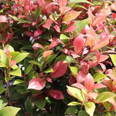 Start Your 4 Plant Box - Native Plant Project