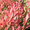 acmena smithii ‘forest flame 2