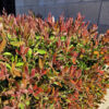 acmena smithii ‘forest flame 3