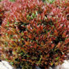 acmena smithii ‘forest flame 4