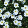brachyscome ‘white bliss 1