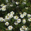 brachyscome ‘white bliss 2