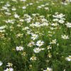brachyscome ‘white bliss 3