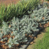common eremophila
