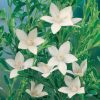 crowea exalata ‘white star 1
