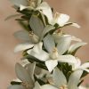 crowea exalata ‘white star 2