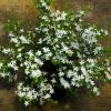 crowea exalata ‘white star 3