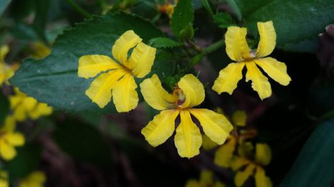 goodenia ovata ‘goodonya 5