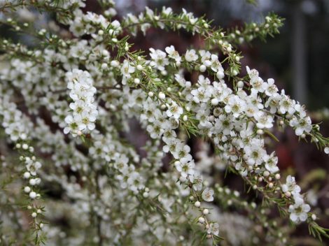 leptospermum flavescens ‘cardwell 1