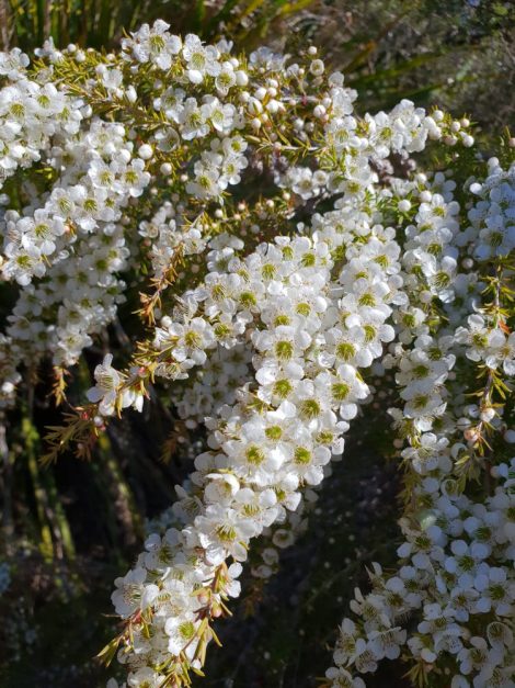 leptospermum flavescens ‘cardwell 4