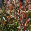 leptospermum polygalifolium ‘copper glow 4