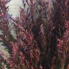leptospermum polygalifolium ‘copper glow 5