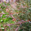 leptospermum polygalifolium ‘copper glow 6