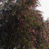 leptospermum polygalifolium ‘copper glow 7