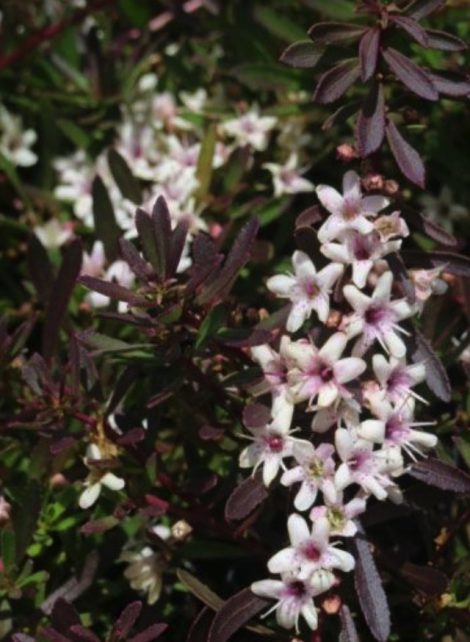 myoporum parvifolium purpurea 8