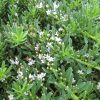 myoporum parvifolium yareena pbr ‘par01 3
