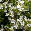 myoporum parvifolium yareena pbr ‘par01 4