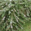 myoporum parvifolium yareena pbr ‘par01 6