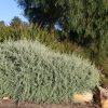 rhagodia aussie flat bush tm ‘sab01 1