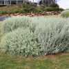 rhagodia aussie flat bush tm ‘sab01 2