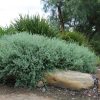 rhagodia aussie flat bush tm ‘sab01 3