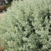 rhagodia aussie flat bush tm ‘sab01 4