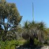 xanthorrhoea preissii 1